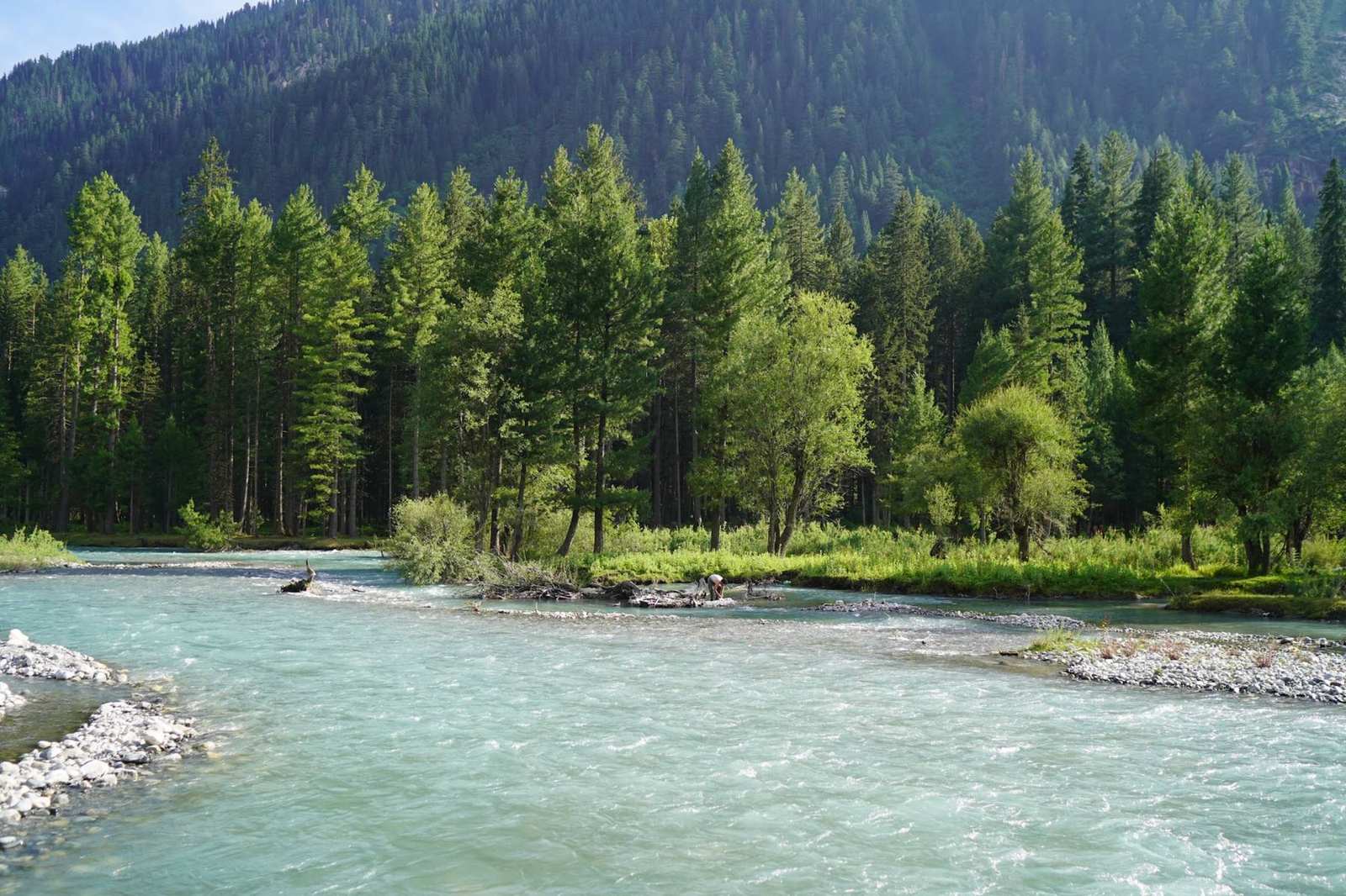 The Panjkora river running past tall cedars in Kumrat