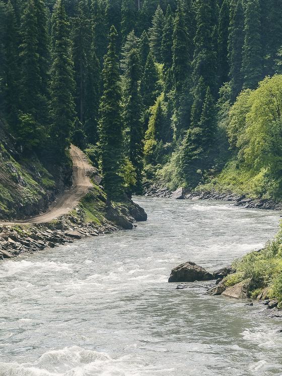 A dirt road beside a rushing river in pine forest