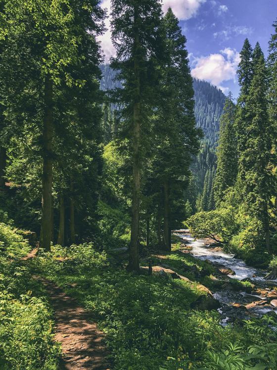 A forest trail beside a mountain stream