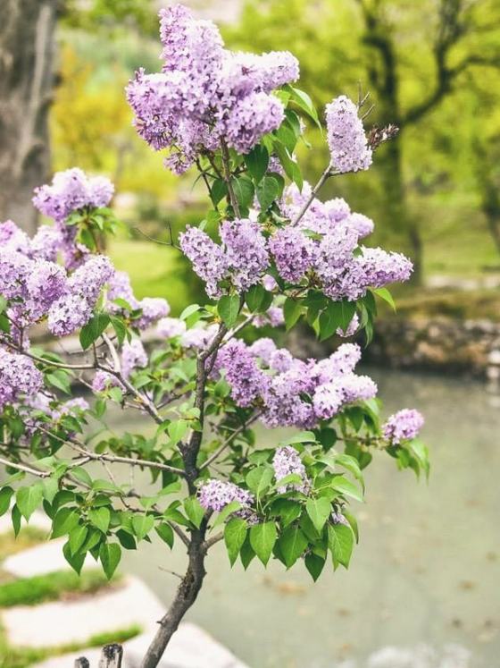 Lilac season, Hunza, spring