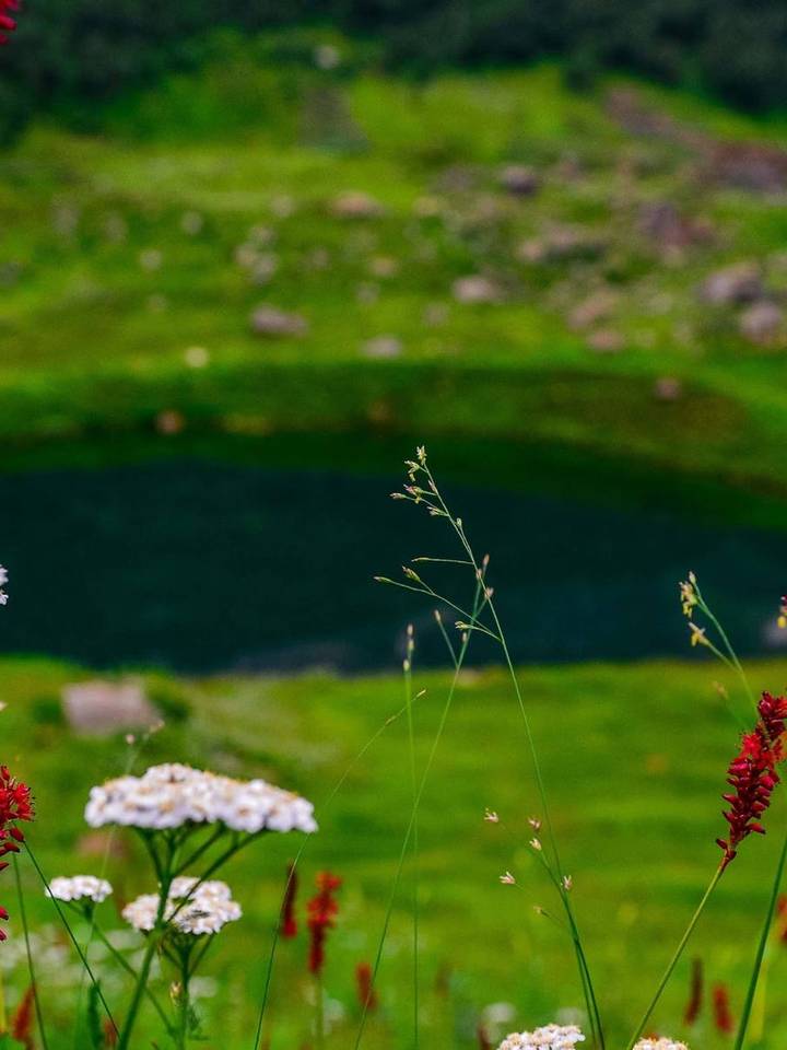 Red and white wildflowers by a lake in Chitta Katta
