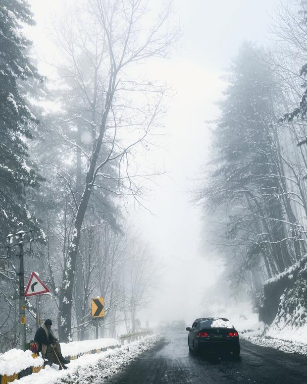 A snowy, misty mountain road lined with tall pines