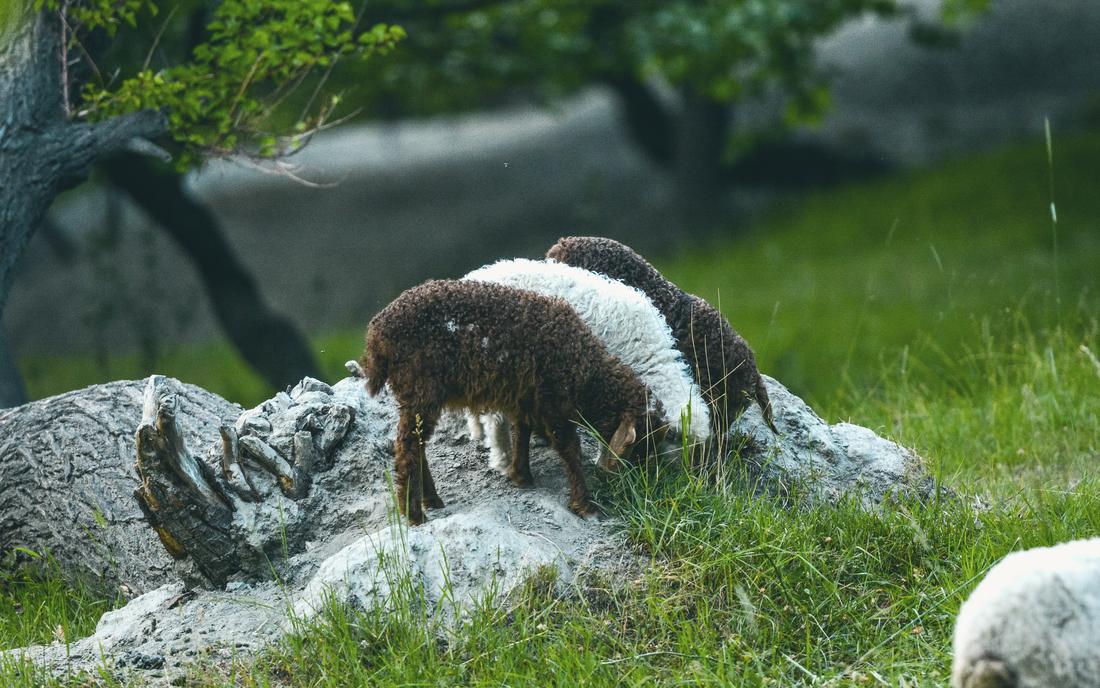 Three curly-wool lambs grazing on a mossy log